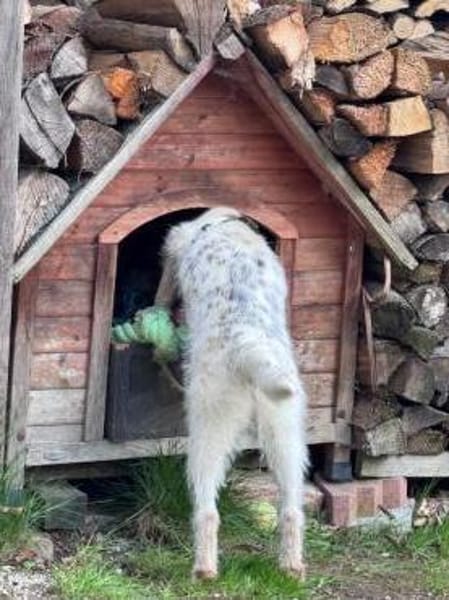 Nussini Terriermix / PLZ 82284