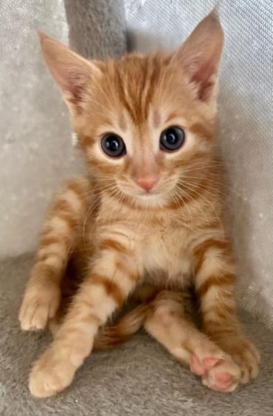 Ernie  verspieltes Kitten sucht Zuhause