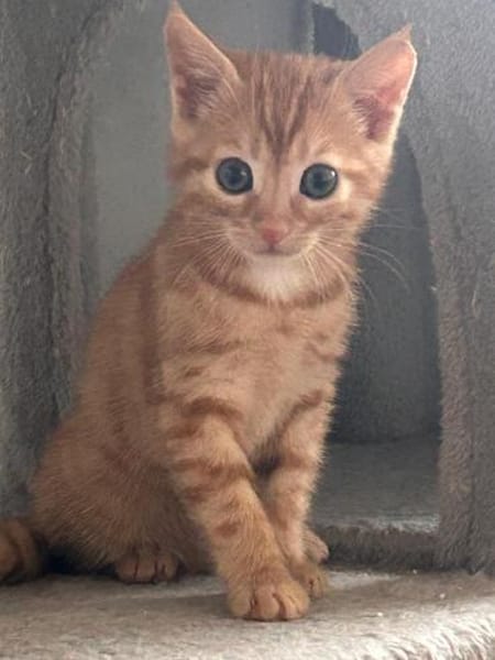 Ernie  verspieltes Kitten sucht Zuhause