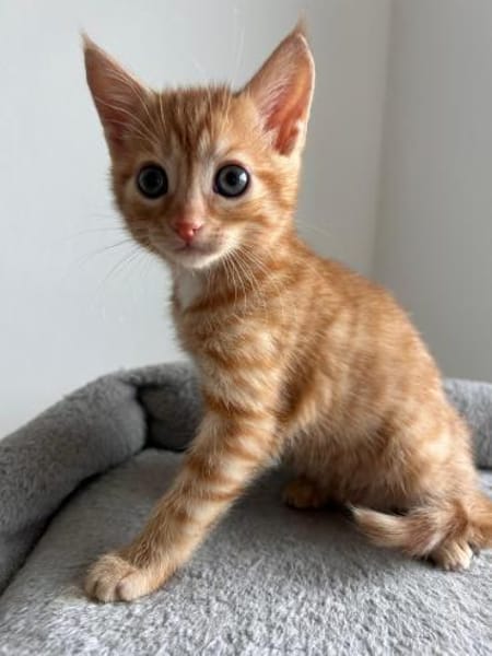 Ernie  verspieltes Kitten sucht Zuhause