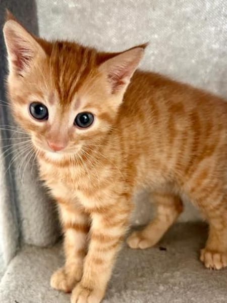 Ernie  verspieltes Kitten sucht Zuhause
