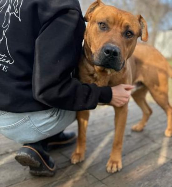 Big Buddy-Liebervoller Bollerkopf sucht