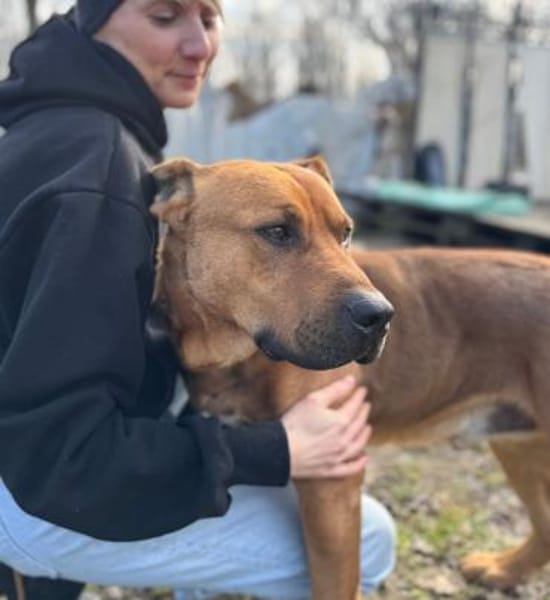 Big Buddy-Liebervoller Bollerkopf sucht