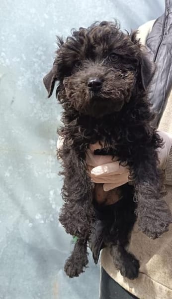 Barka sucht ihr Körbchen
