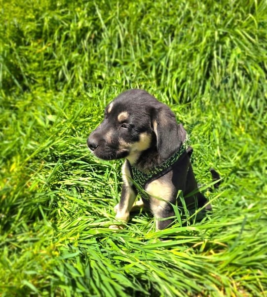 Frieda ein sehr liebevolles Mädchen