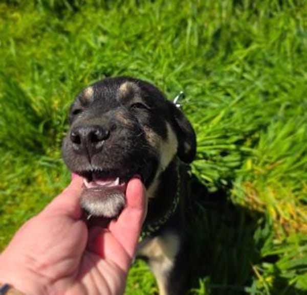 Frieda ein sehr liebevolles Mädchen