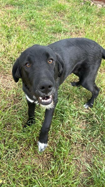 Labrador Mix Hans