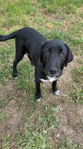 Labrador Mix Hans