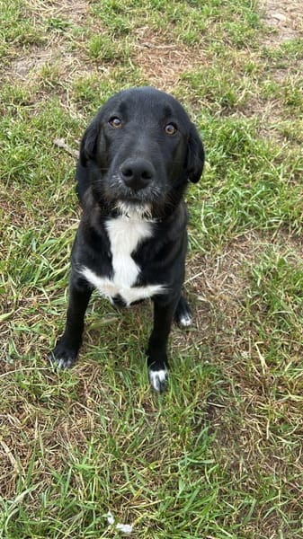 Labrador Mix Hans