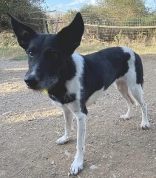 Schönheit SARRA sucht ein Zuhause