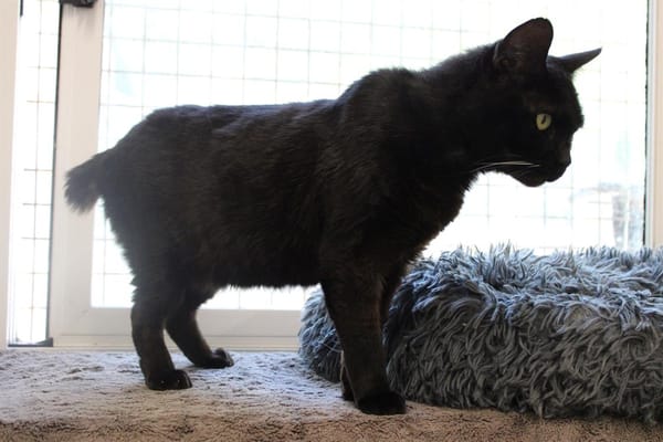 Bébé Noir
