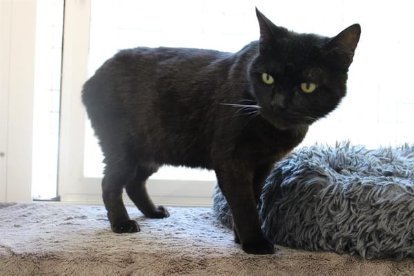 Bébé Noir