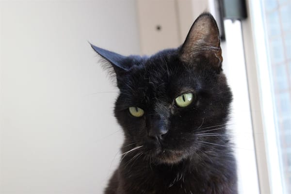 Bébé Noir