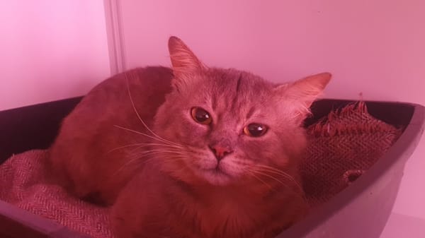 Lulu