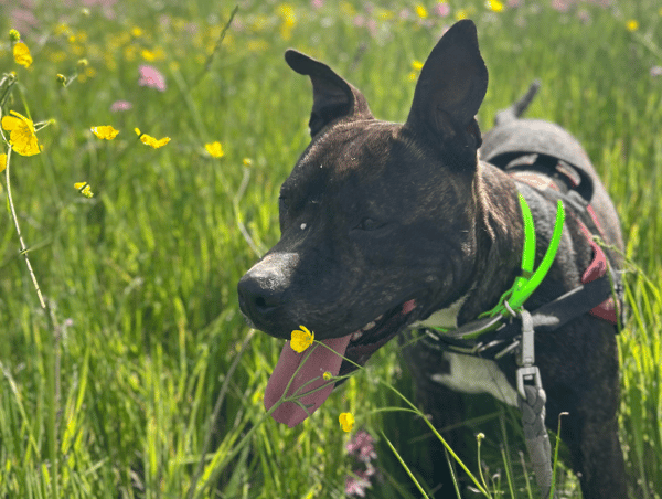 SNOOP