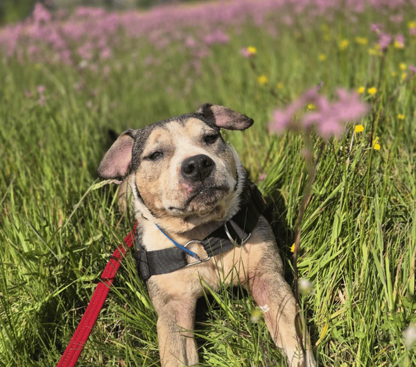 GOLIATH