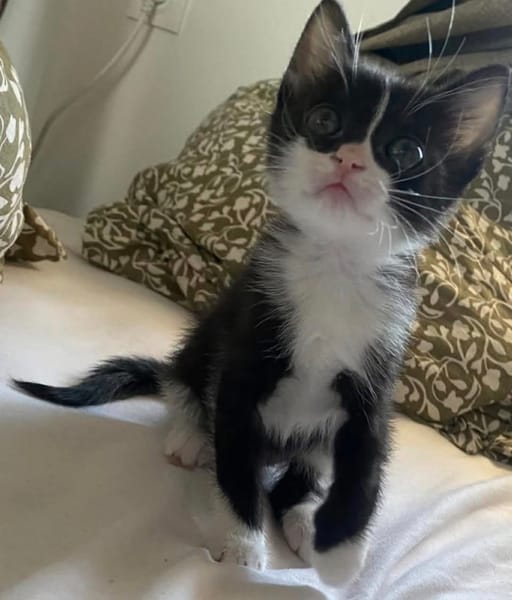 SAUTERELLE A ADOPTER AVEC UN CHAT DEJA PRÉSENT CHEZ VOUS