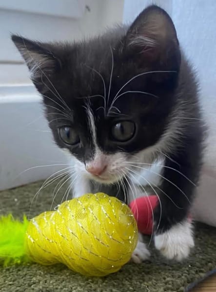 SAUTERELLE A ADOPTER AVEC UN CHAT DEJA PRÉSENT CHEZ VOUS