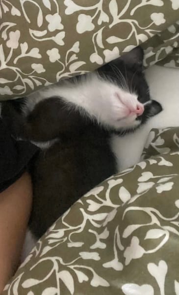 SAUTERELLE A ADOPTER AVEC UN CHAT DEJA PRÉSENT CHEZ VOUS