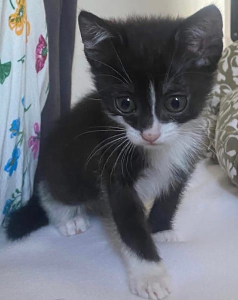 SAUTERELLE A ADOPTER AVEC UN CHAT DEJA PRÉSENT CHEZ VOUS