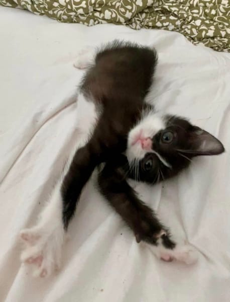 SAUTERELLE A ADOPTER AVEC UN CHAT DEJA PRÉSENT CHEZ VOUS