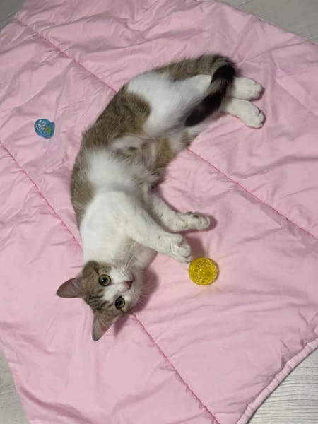 Louna
