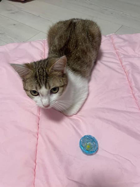 Louna