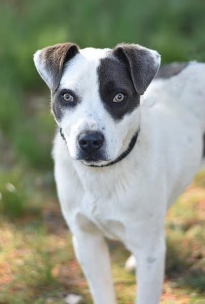 STELLA