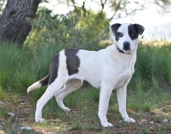 STELLA