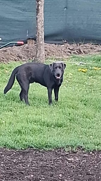 Onyc Labrador rüde 9 mon.