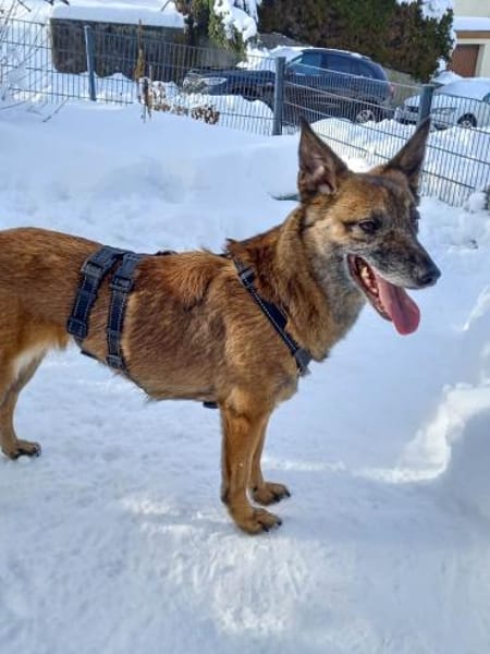 NISHA sucht eine aktive Familie