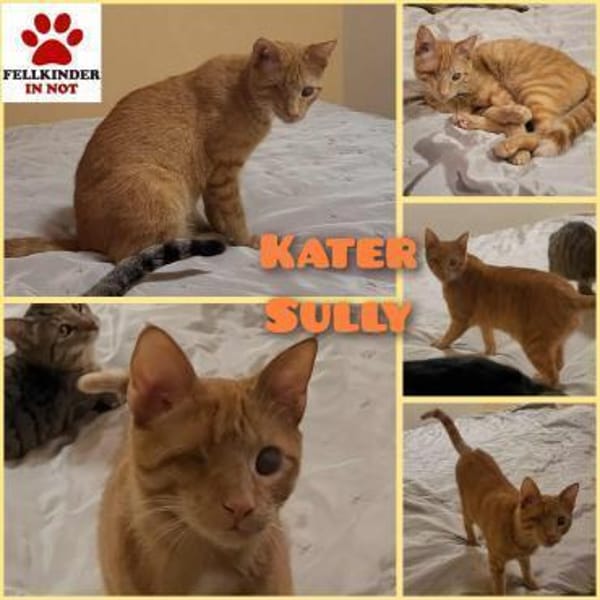 Zutraulicher Sully sucht sein Zuhause