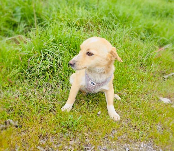 Savannah ein zauberhaftes Mädchen