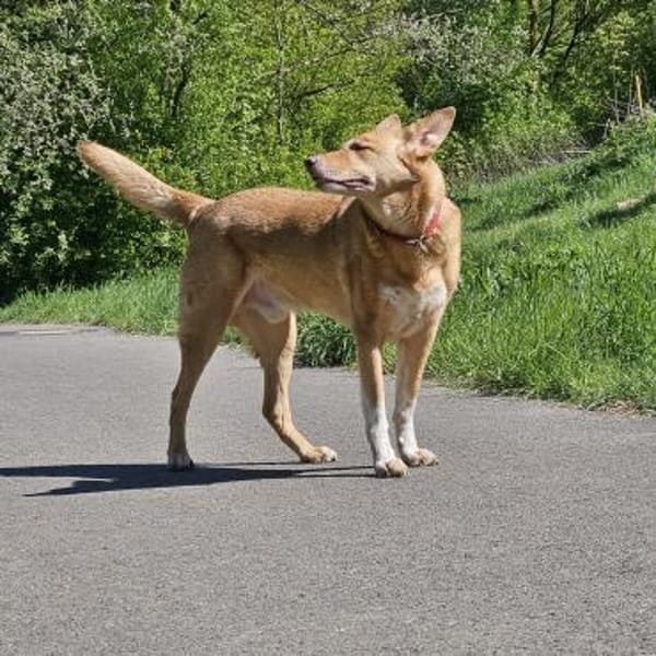 BALU  Ein sensibler Schatz sucht Dich