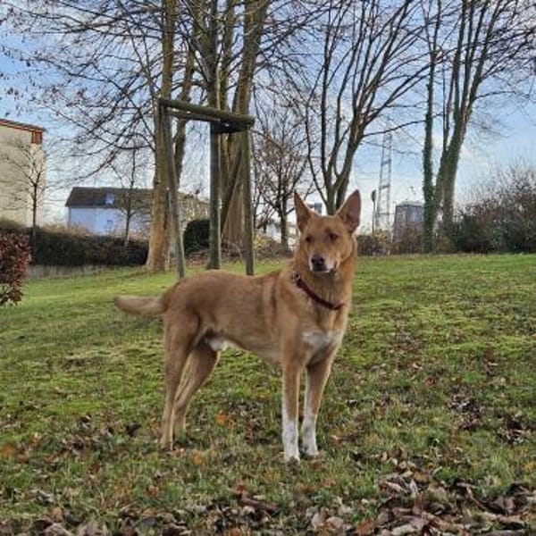 BALU  Ein sensibler Schatz sucht Dich