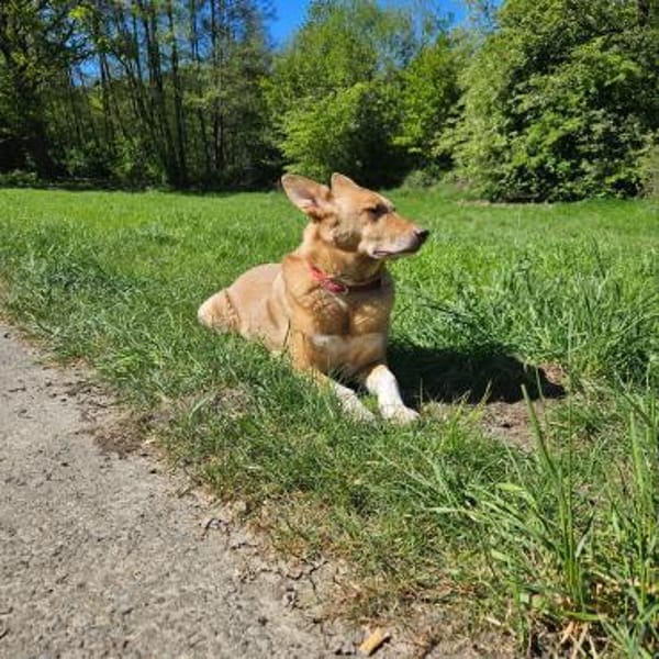 BALU  Ein sensibler Schatz sucht Dich