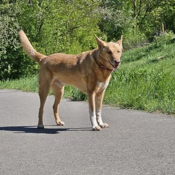 BALU  Ein sensibler Schatz sucht Dich