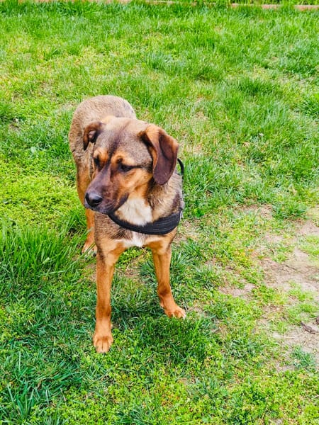 Buck gut erzogen ein toller Familienhund