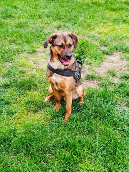 Buck gut erzogen ein toller Familienhund