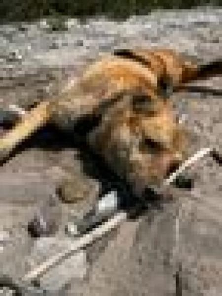 Jack, sucht nach 11 Jahren neues Zuhause