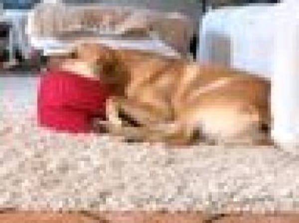 Jack, sucht nach 11 Jahren neues Zuhause