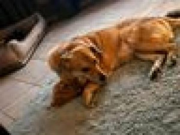 Jack, sucht nach 11 Jahren neues Zuhause