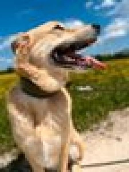 Jack, sucht nach 11 Jahren neues Zuhause
