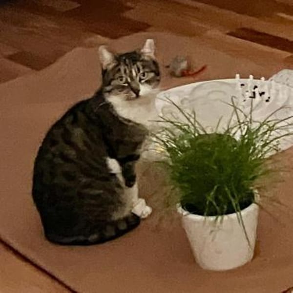 🌷Tolle Smiley sucht Zuhause🌷