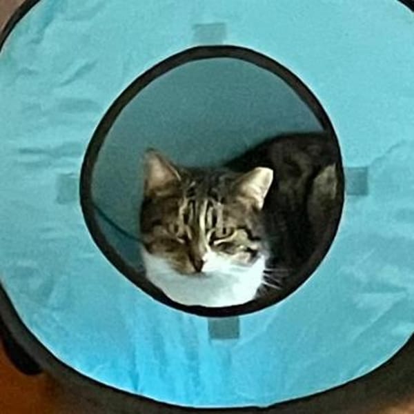 🌷Tolle Smiley sucht Zuhause🌷
