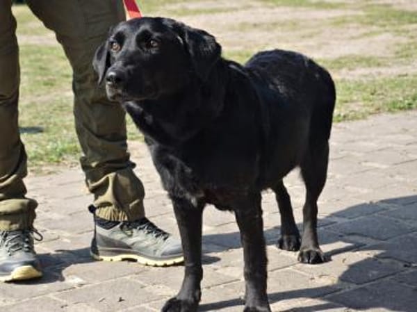 Liliana, kinderlieb, ruhiges Wesen,offen