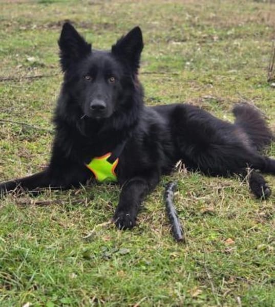 Wolfie ein Traunhund