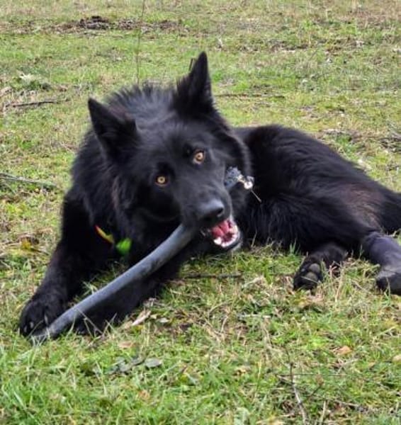 Wolfie ein Traunhund