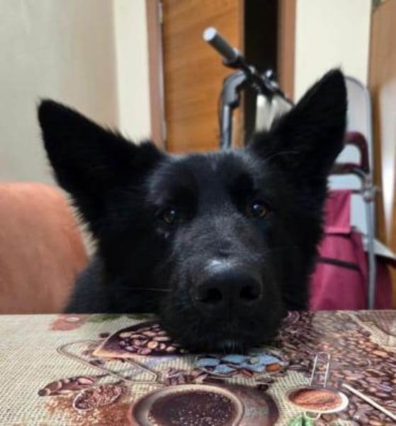 Wolfie ein Traunhund