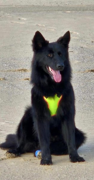 Wolfie ein Traunhund